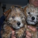 두테리어 이미지