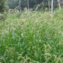 강아지풀 이미지