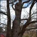 중리(중석) | 충남 북부지역 답사(23) - 태안 흥주사: 은행나무, 만세루, 삼층석탑