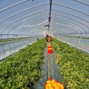 영광하이츠 | 캄보디아 사람도 처음 한국가족과 방문한 앙코르와트 사원 여행