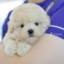 애니멀즈 강아지분양 고양이분양 대전점 | 애니멀즈: 사랑스러운 강아지와 고양이 분양의 모든 것✨