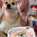 댕파티셰 이미지