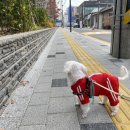 보미 펫 살롱 이미지