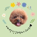 봉송이네 | 광주 강아지케이크 봉송이네 만족후기