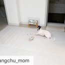 체리애견 이미지