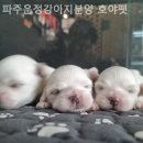 파주운정강아지분양 호야펫 이미지