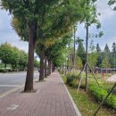 아리수로 25길 | 강동구 암사역사공원 선별진료소 코로나 검사후기