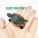 거북이건강