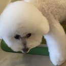러블리 독스 이미지
