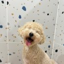 선사애견 이미지