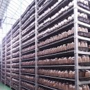 진상미로 이미지