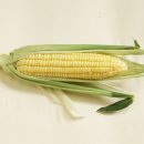 노란옥수수 이미지