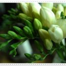 후리지아 이미지