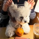 용인대 투혼 유도 클럽 이미지