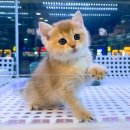 요미캣 고양이분양 일산점 이미지