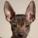 도그헤어 이미지