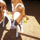 영미목장 이미지