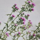 들꽃그림 천아트 이미지