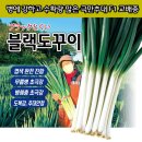 세계농약사 | 병충해에 강한 최고의 품종, 블랙도꾸이 대파!