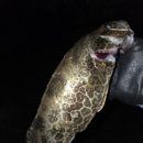 보성강8 이미지