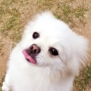 낼름 낼름 이미지