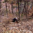 살구정이 이미지