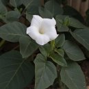 흰 Daum백과