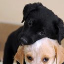 발편한동물병원 이미지