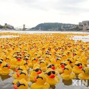 허브러버