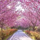 목련마을_상 | 서산 가볼만한곳 베스트10 후기
