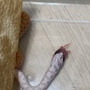 뱀뱀렙타일 - 노원구 한글비석로 444 | 뱀뱀렙타일
