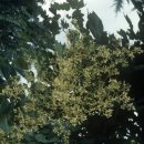 [벽오동나무] 산속에서 만난 봉황새 쉼터 푸른 약방을 아시나요? 이미지
