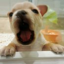 센텀애견샵 이미지