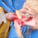 태백동물병원 이미지