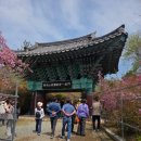 강진-12 | 강진 남미륵사 실시간 개화상황 남미륵사 서부해당화 후기 구경 꿀팁 등