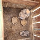 새별동물병원 이미지