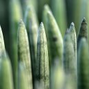 식물이야기 이미지