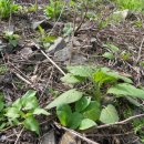 곤드레이야기 이미지