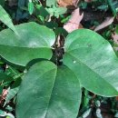 2025년 여수평생학습 우수프로그램 숲속의 산책 제2강 나무 이해하기 이미지