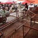 모란농장 이미지