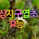 삼지구엽초(음양곽:淫羊藿) 이미지