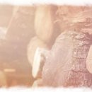 충식농장 이미지