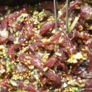 황금생고기 이미지