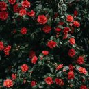 수종농장 | 제주 겨울 여행 코스 추천 – 1100고지·동백 3대 명소·녹차밭·귤따기 체험(2025)