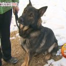 동물농장 이미지