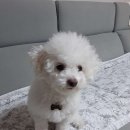 Happy 애견샵 이미지