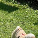 이웃집 멍 이미지