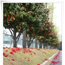 동백아가씨 이미지