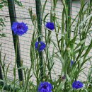 푸른색의 꽃들~ 이미지
