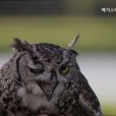 스테이고대